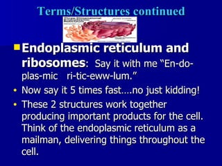 Terms/Structures continued Endoplasmic reticulum and ribosomes :  Say it with me “En-do-plas-mic  ri-tic-eww-lum.”  Now say it 5 times fast….no just kidding!  These 2 structures work together producing important products for the cell.  Think of the endoplasmic reticulum as a mailman, delivering things throughout the cell. 