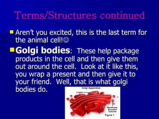 Terms/Structures continued Aren’t you excited, this is the last term for the animal cell!  Golgi bodies :  These help package products in the cell and then give them out around the cell.  Look at it like this, you wrap a present and then give it to your friend.  Well, that is what golgi bodies do. 