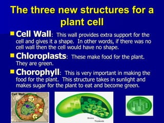 The three new structures for a plant cell Cell Wall :  This wall provides extra support for the cell and gives it a shape.  In other words, if there was no cell wall then the cell would have no shape. Chloroplasts :  These make food for the plant.  They are green. Chorophyll :  This is very important in making the food for the plant.  This structure takes in sunlight and makes sugar for the plant to eat and become green. 