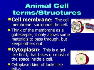 Animal Cell terms/Structures Cell membrane :  The cell membrane  surrounds the cell. Think of the membrane as a gatekeeper, it only allows some materials to pass through, but keeps others out. Cytoplasm :  This is a gel-like fluid, that takes up most of the space inside a cell. Cytoplasm kind of looks like jell-o. 