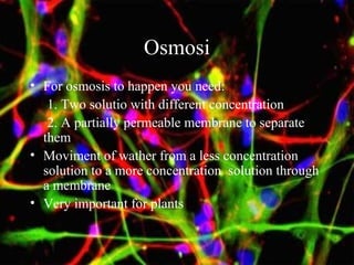 Osmosi
• For osmosis to happen you need:
1. Two solutio with different concentration
2. A partially permeable membrane to separate
them
• Moviment of wather from a less concentration
solution to a more concentration solution through
a membrane
• Very important for plants
 