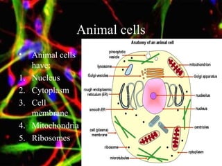 Animal cells
• Animal cells
have:
1. Nucleus
2. Cytoplasm
3. Cell
membrane
4. Mitochondria
5. Ribosomes
 