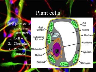 Plant cells
The plant cells
also have
extra parts:
1. Cell wall
2. Cloroplast
3. Permanent
vacuole
 