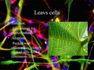 Leavs cells
• Function:
light energy for
photosynthesis
• Adaption:
Packed with
chloroplasts. closely
packed cells form a
continuous layer.
 