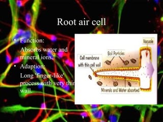 Root air cell
• Function:
Absorbs water and
mineral ions.
• Adaption:
Long 'finger-like'
process with very thin
wall.
 