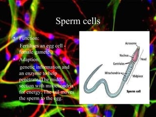 Sperm cells
• Function:
Fertilises an egg cell -
female gamete
• Adaption:
genetic information and
an enzyme to help
penetrate. The middle
section with mitochondria
for energy. The tail moves
the sperm to the egg.
 
