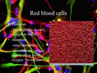 Red blood cells
• Function:
haemoglobin to carry
oxygen to the cells.
• Adaption:
outer membrane.
increases the surface
area to allow more
oxygen. No nucleus.
 