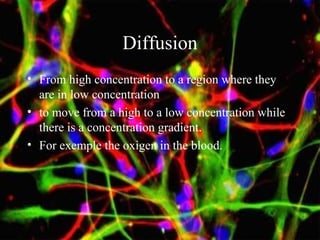 Diffusion
• From high concentration to a region where they
are in low concentration
• to move from a high to a low concentration while
there is a concentration gradient.
• For exemple the oxigen in the blood.
 