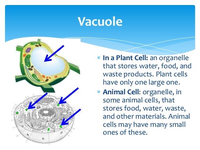 What Stores Water Wastes And Food What Stores Water Wastes And Food