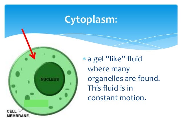 Converts Food Energy Into A Form The Cell Can Use Converts Food Energy Into A Form The Cell Can Use