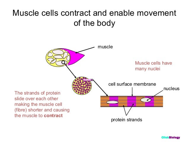 Muscle Cell Diagram Gcse Choice Image - How To Guide And 