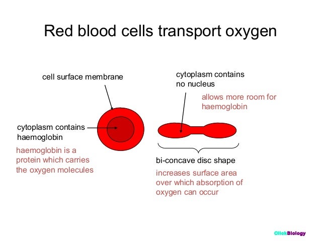Тест клетки крови. Cell surface membrane. Red Blood Cells function. Red Blood Cell diagram. Red Blood Cell structure.