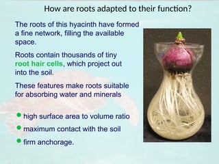 How are roots adapted to their function?
Roots contain thousands of tiny
root hair cells, which project out
into the soil.
The roots of this hyacinth have formed
a fine network, filling the available
space.
These features make roots suitable
for absorbing water and minerals
high surface area to volume ratio
maximum contact with the soil
firm anchorage.
 