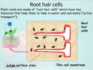 19/05/2025
Plant roots are made of “root hair cells” which have two
features that help them to take in water and nutrients (“active
transport”):
Root hair cells
Root
hair
cells
Thin cell membrane
Large surface area
 