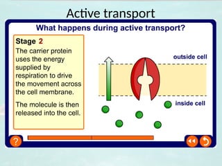 Active transport
 