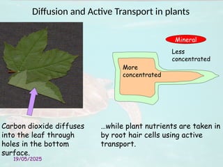19/05/2025
Carbon dioxide diffuses
into the leaf through
holes in the bottom
surface.
Diffusion and Active Transport in plants
More
concentrated
Less
concentrated
Mineral
…while plant nutrients are taken in
by root hair cells using active
transport.
 