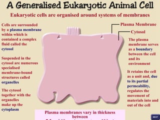 Comprehensive Overview of Eukaryotic Cell Membranes and Organelles | PPT