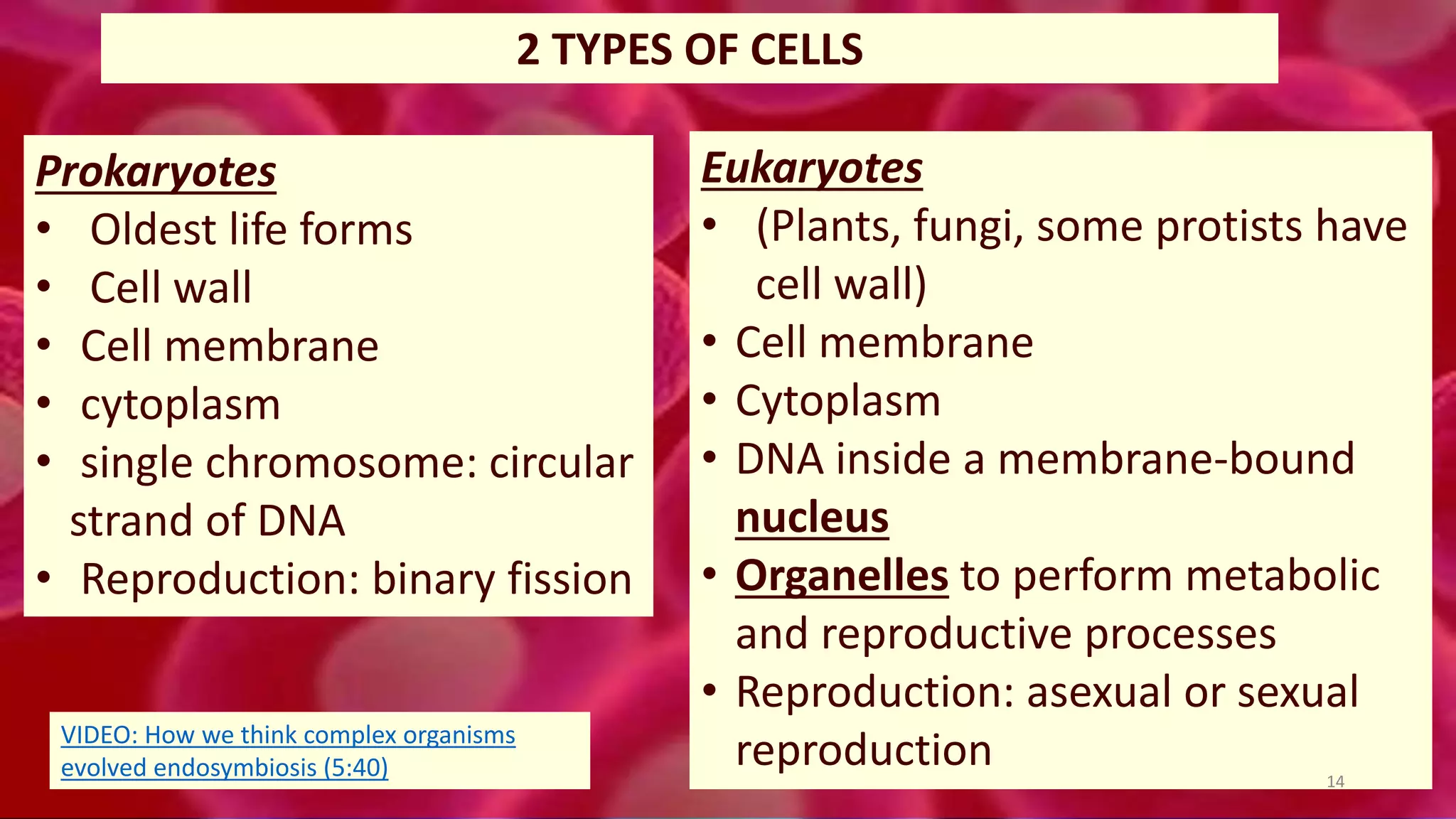 2 TYPES OF CELLS
Prokaryotes
• Oldest life forms
• Cell wall
• Cell membrane
• cytoplasm
• single chromosome: circular
strand of DNA
• Reproduction: binary fission
Eukaryotes
• (Plants, fungi, some protists have
cell wall)
• Cell membrane
• Cytoplasm
• DNA inside a membrane-bound
nucleus
• Organelles to perform metabolic
and reproductive processes
• Reproduction: asexual or sexual
reproduction 14
VIDEO: How we think complex organisms
evolved endosymbiosis (5:40)
 