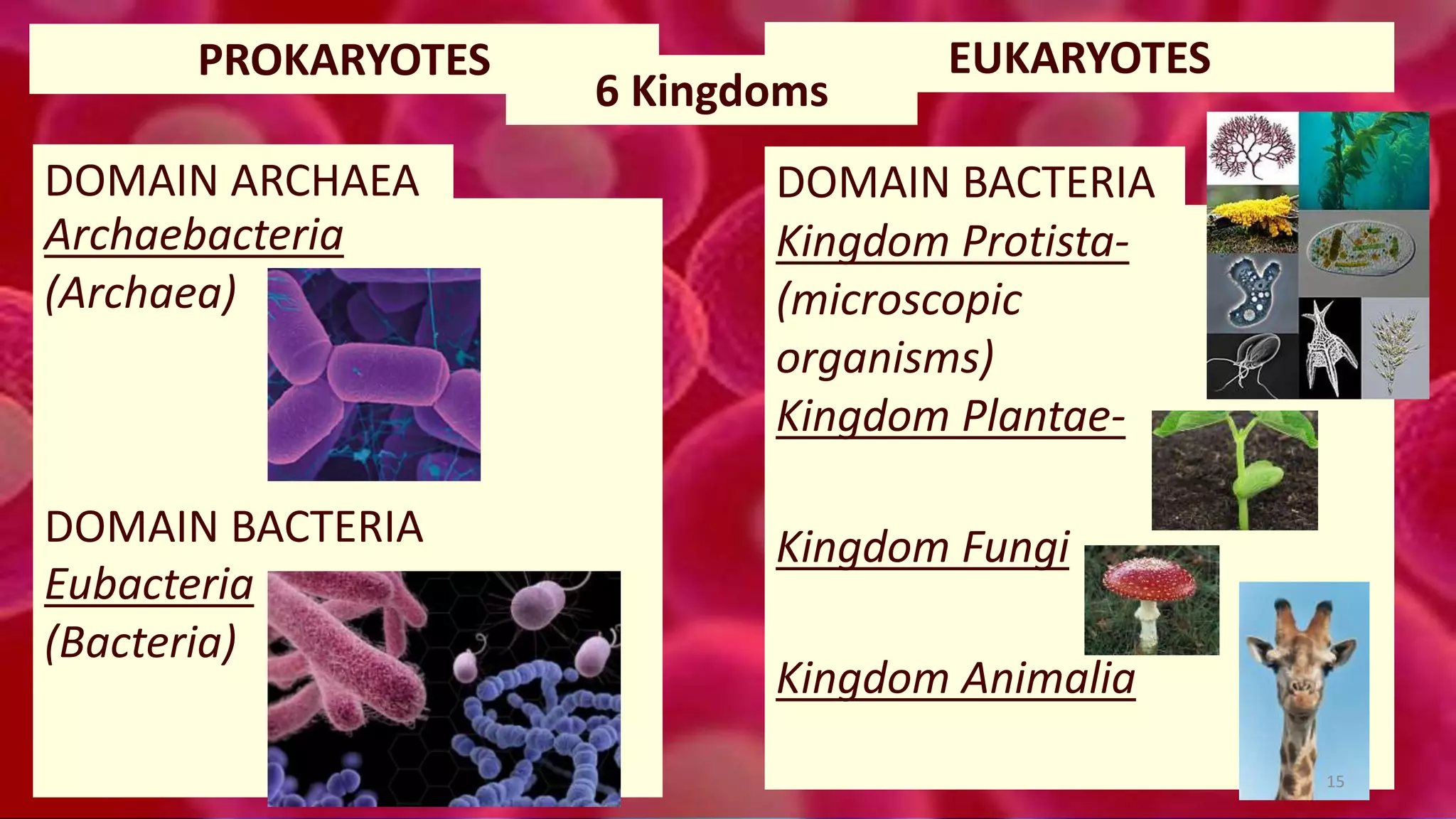 PROKARYOTES EUKARYOTES
Archaebacteria
(Archaea)
Eubacteria
(Bacteria)
Kingdom Protista-
(microscopic
organisms)
Kingdom Plantae-
Kingdom Fungi
Kingdom Animalia
6 Kingdoms
15
DOMAIN BACTERIA
DOMAIN ARCHAEA DOMAIN BACTERIA
 