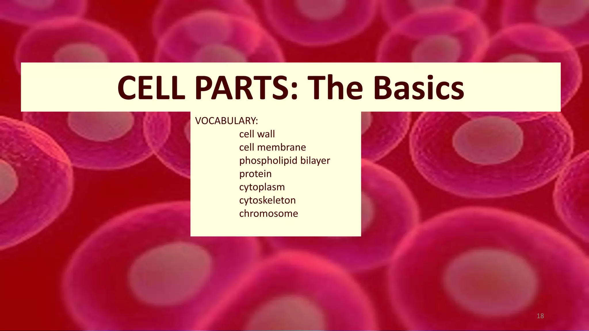 CELL PARTS: The Basics
VOCABULARY:
cell wall
cell membrane
phospholipid bilayer
protein
cytoplasm
cytoskeleton
chromosome
18
 