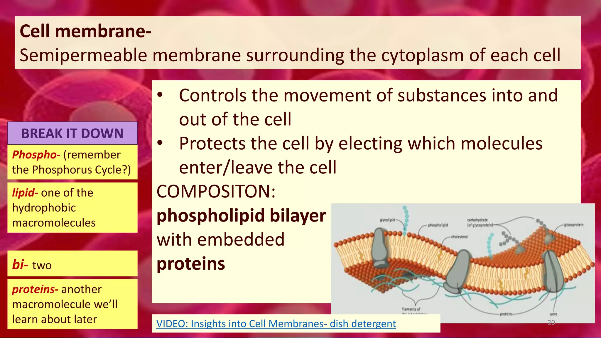 Cell membrane-
Semipermeable membrane surrounding the cytoplasm of each cell
Phospho- (remember
the Phosphorus Cycle?)
lipid- one of the
hydrophobic
macromolecules
bi- two
BREAK IT DOWN
proteins- another
macromolecule we’ll
learn about later
• Controls the movement of substances into and
out of the cell
• Protects the cell by electing which molecules
enter/leave the cell
COMPOSITON:
phospholipid bilayer
with embedded
proteins
20VIDEO: Insights into Cell Membranes- dish detergent
 