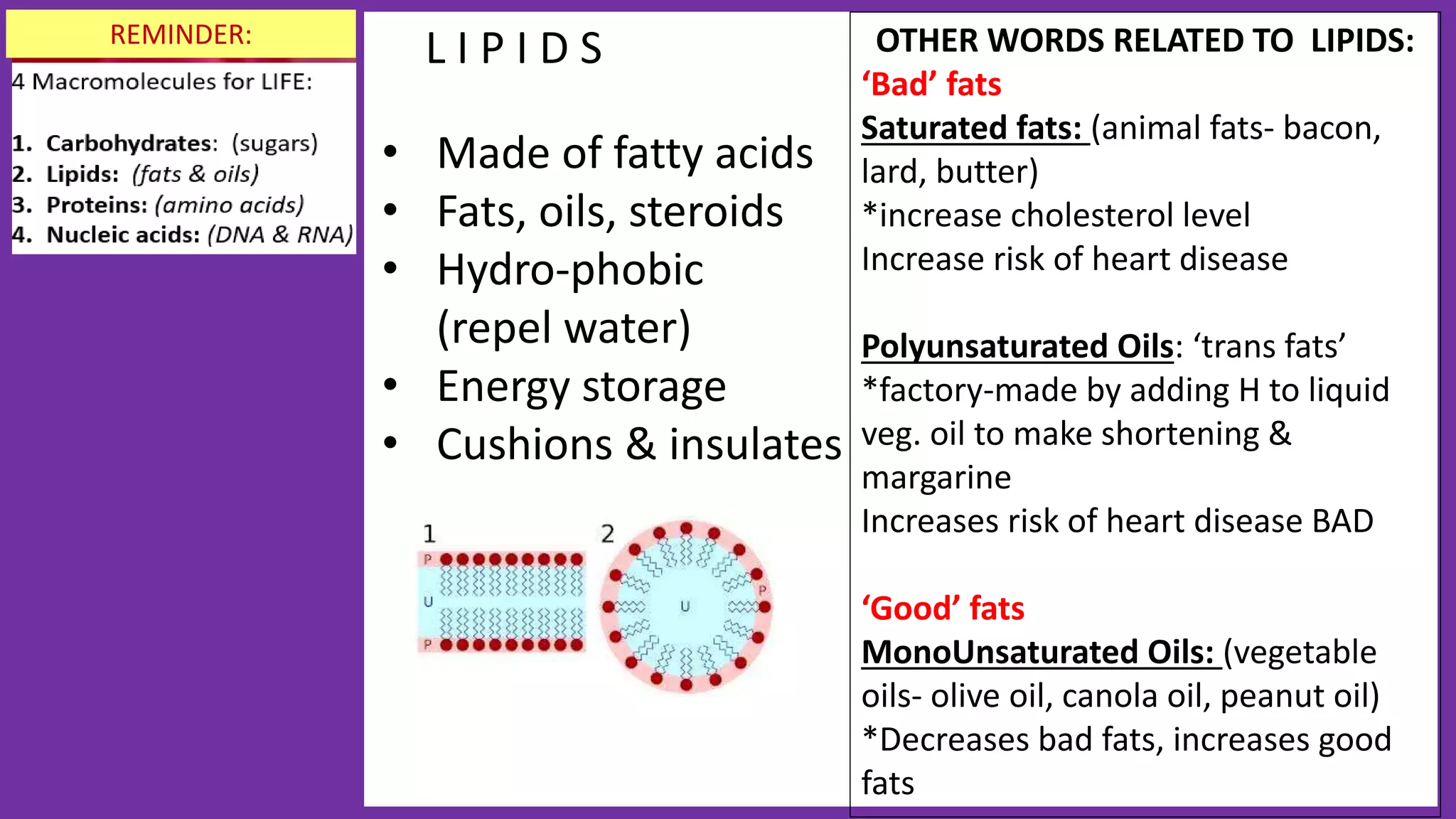 L I P I D S
• Made of fatty acids
• Fats, oils, steroids
• Hydro-phobic
(repel water)
• Energy storage
• Cushions & insulates
OTHER WORDS RELATED TO LIPIDS:
‘Bad’ fats
Saturated fats: (animal fats- bacon,
lard, butter)
*increase cholesterol level
Increase risk of heart disease
Polyunsaturated Oils: ‘trans fats’
*factory-made by adding H to liquid
veg. oil to make shortening &
margarine
Increases risk of heart disease BAD
‘Good’ fats
MonoUnsaturated Oils: (vegetable
oils- olive oil, canola oil, peanut oil)
*Decreases bad fats, increases good
fats
REMINDER:
 