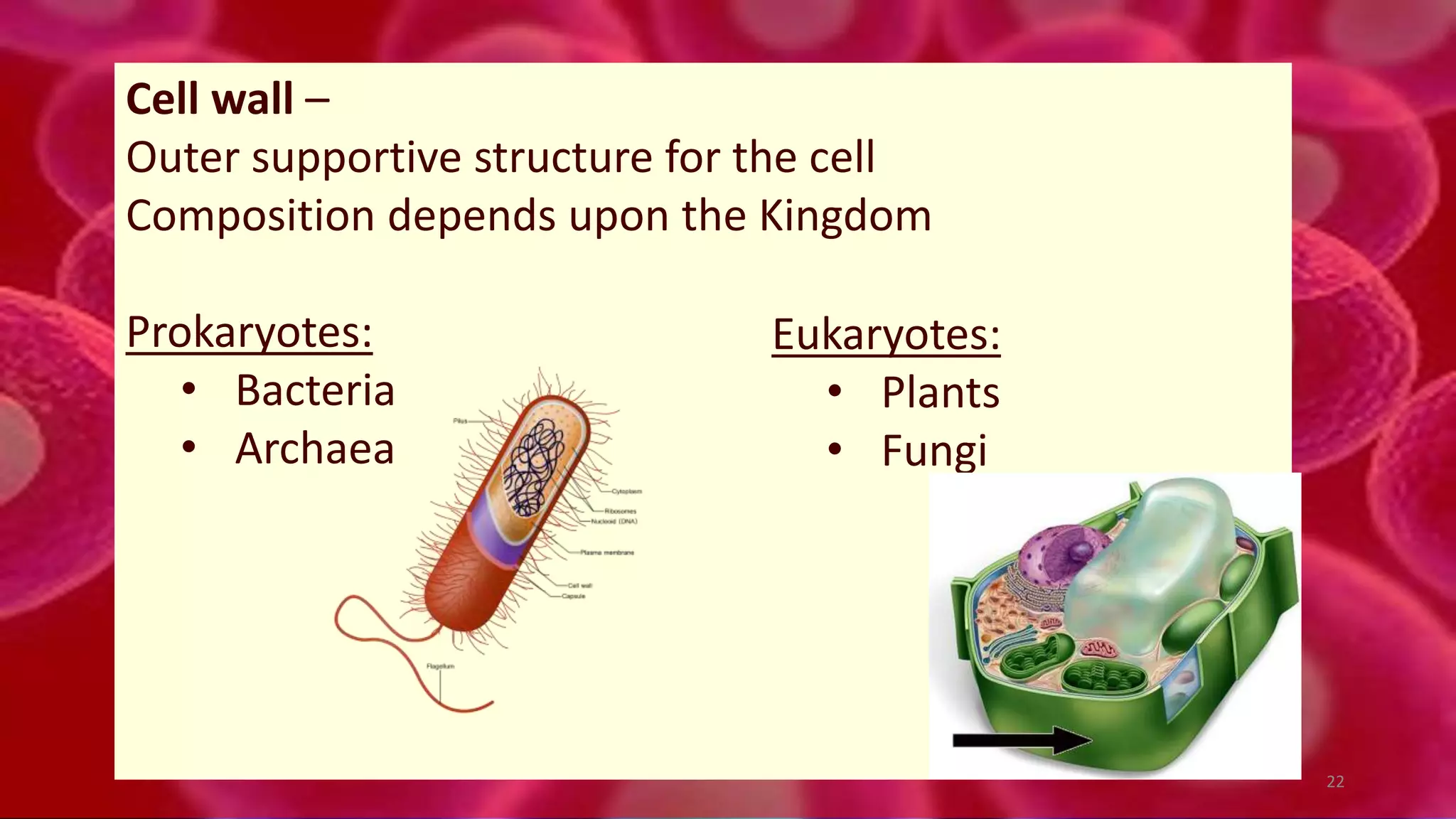 Cell wall –
Outer supportive structure for the cell
Composition depends upon the Kingdom
Prokaryotes:
• Bacteria
• Archaea
Eukaryotes:
• Plants
• Fungi
22
 