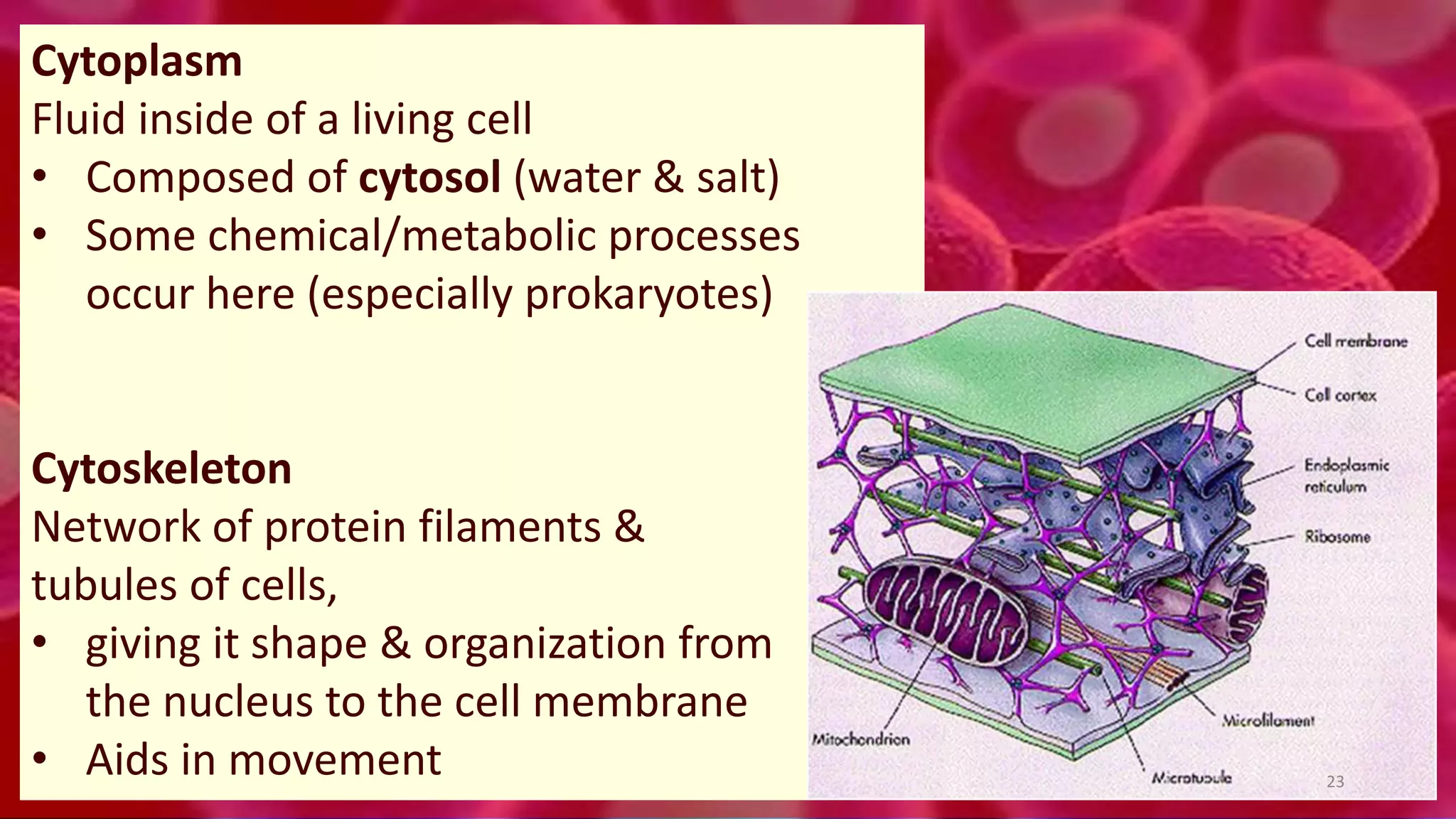 Cytoplasm
Fluid inside of a living cell
• Composed of cytosol (water & salt)
• Some chemical/metabolic processes
occur here (especially prokaryotes)
Cytoskeleton
Network of protein filaments &
tubules of cells,
• giving it shape & organization from
the nucleus to the cell membrane
• Aids in movement 23
 