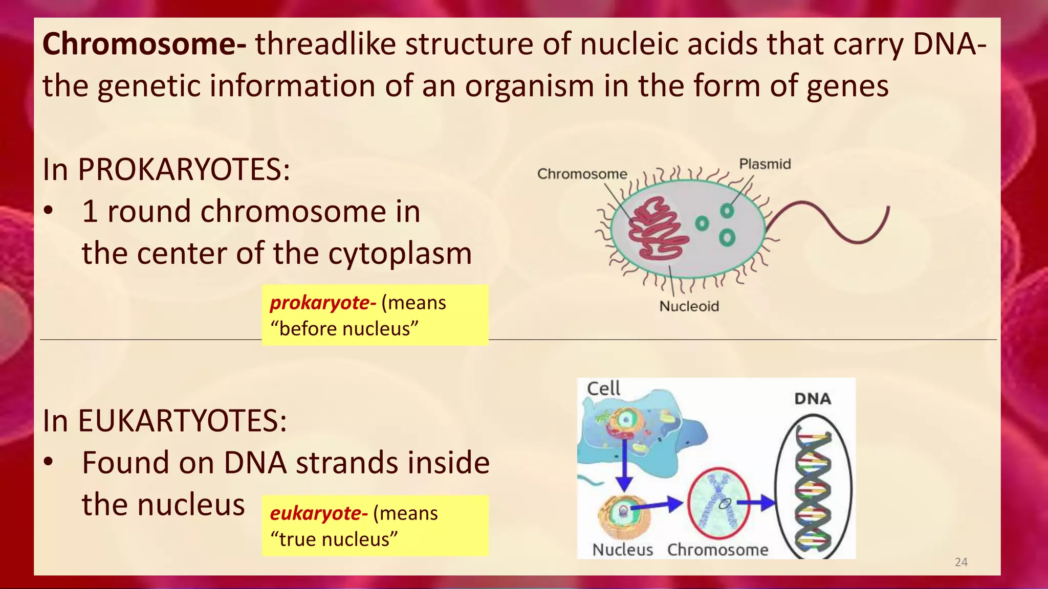 Chromosome- threadlike structure of nucleic acids that carry DNA-
the genetic information of an organism in the form of genes
In PROKARYOTES:
• 1 round chromosome in
the center of the cytoplasm
In EUKARTYOTES:
• Found on DNA strands inside
the nucleus
prokaryote- (means
“before nucleus”
eukaryote- (means
“true nucleus”
24
 