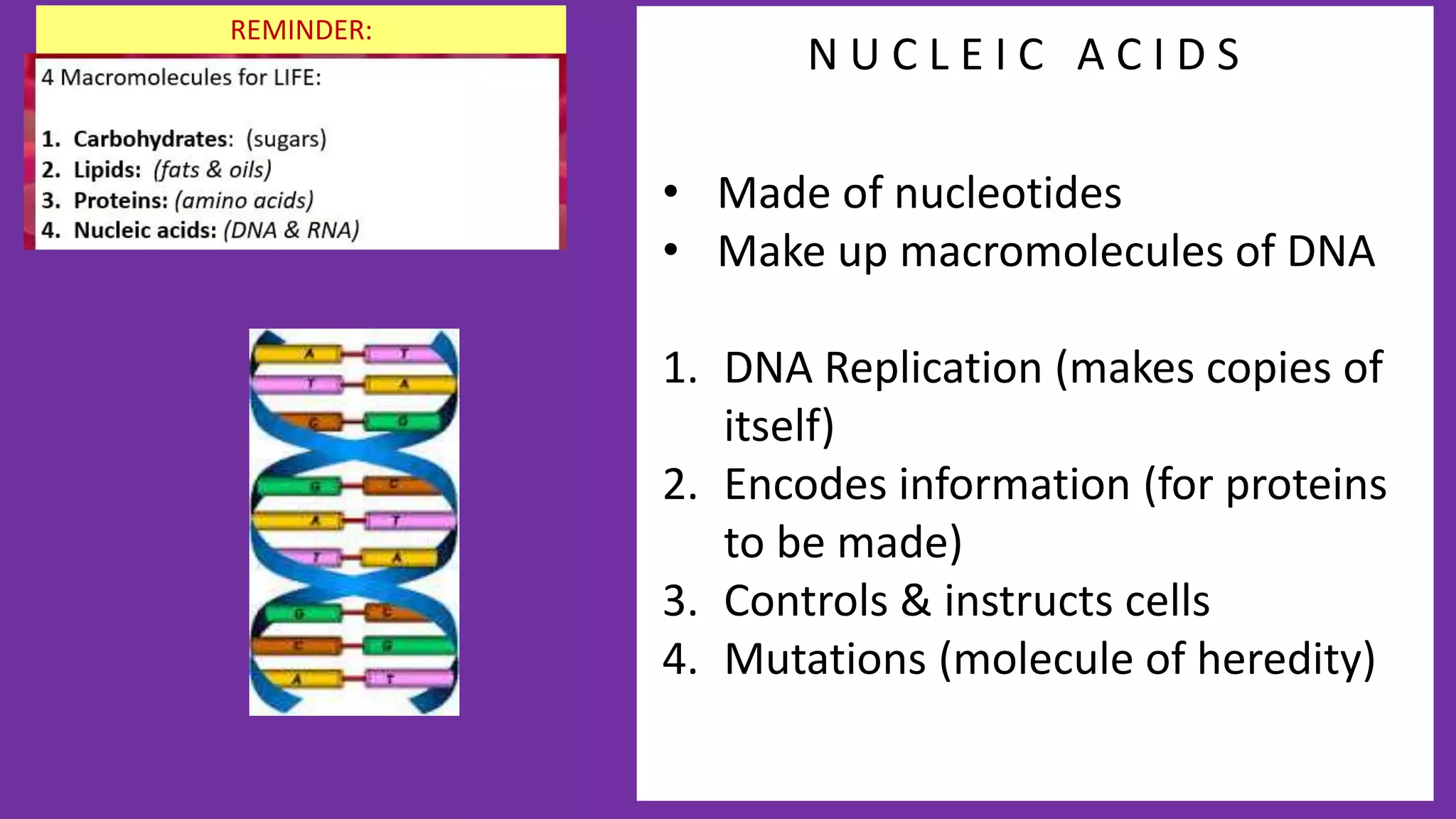 N U C L E I C A C I D S
• Made of nucleotides
• Make up macromolecules of DNA
1. DNA Replication (makes copies of
itself)
2. Encodes information (for proteins
to be made)
3. Controls & instructs cells
4. Mutations (molecule of heredity)
REMINDER:
 