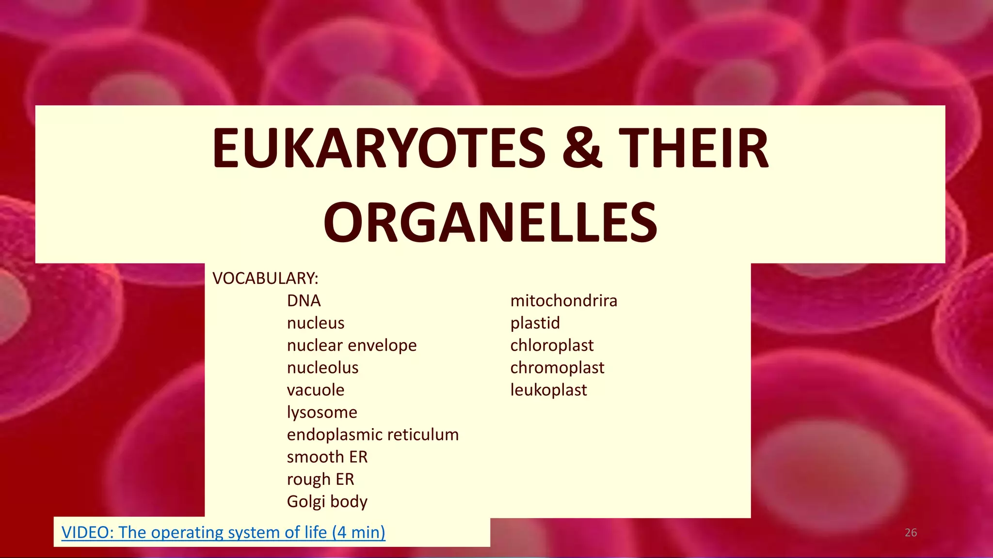 EUKARYOTES & THEIR
ORGANELLES
VOCABULARY:
DNA mitochondrira
nucleus plastid
nuclear envelope chloroplast
nucleolus chromoplast
vacuole leukoplast
lysosome
endoplasmic reticulum
smooth ER
rough ER
Golgi body
26VIDEO: The operating system of life (4 min)
 