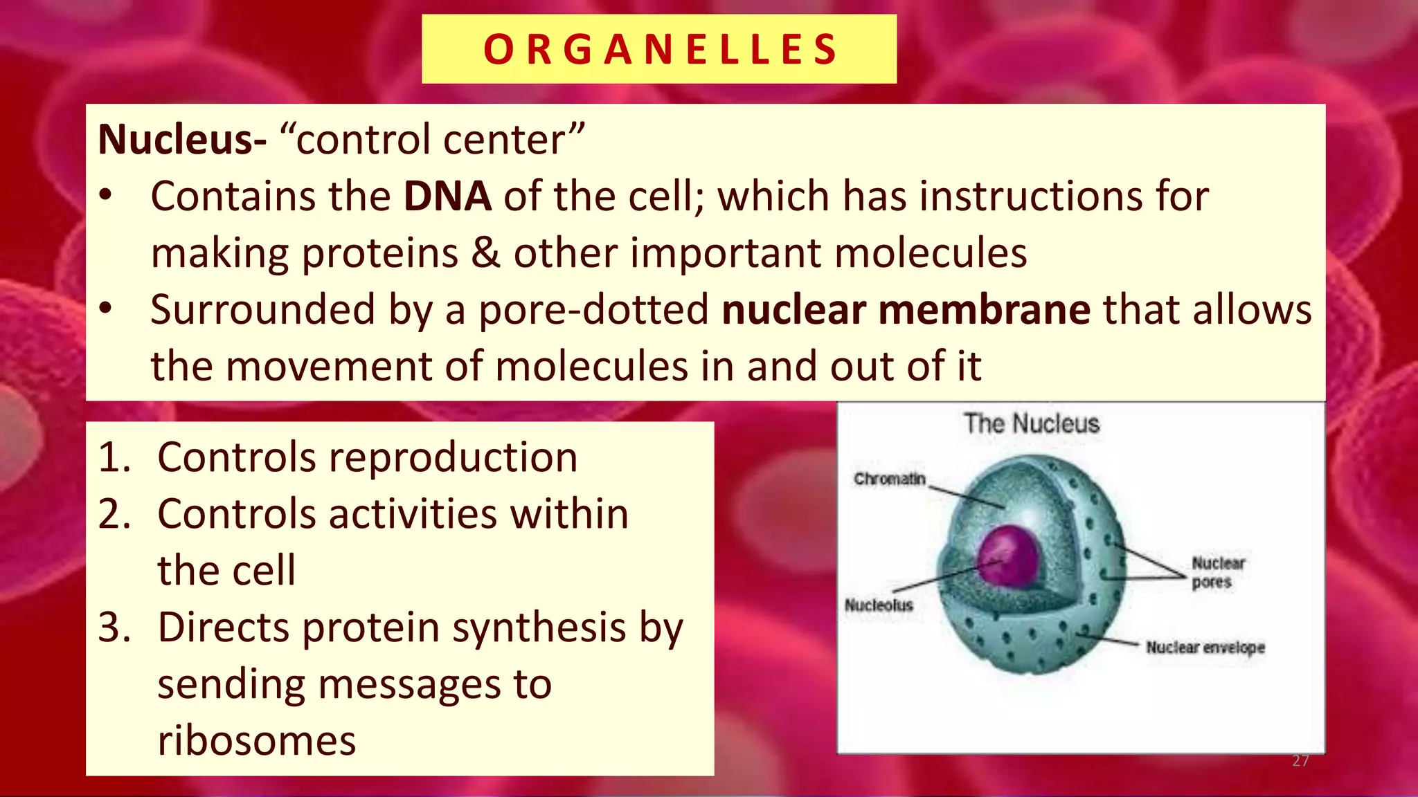 Nucleus- “control center”
• Contains the DNA of the cell; which has instructions for
making proteins & other important molecules
• Surrounded by a pore-dotted nuclear membrane that allows
the movement of molecules in and out of it
O R G A N E L L E S
1. Controls reproduction
2. Controls activities within
the cell
3. Directs protein synthesis by
sending messages to
ribosomes 27
 
