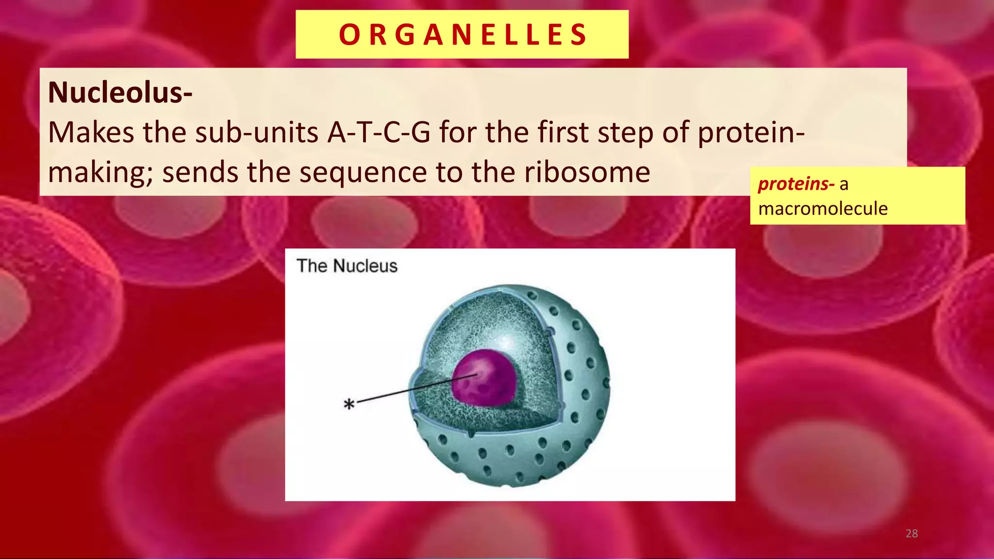 Nucleolus-
Makes the sub-units A-T-C-G for the first step of protein-
making; sends the sequence to the ribosome
O R G A N E L L E S
proteins- a
macromolecule
28
 