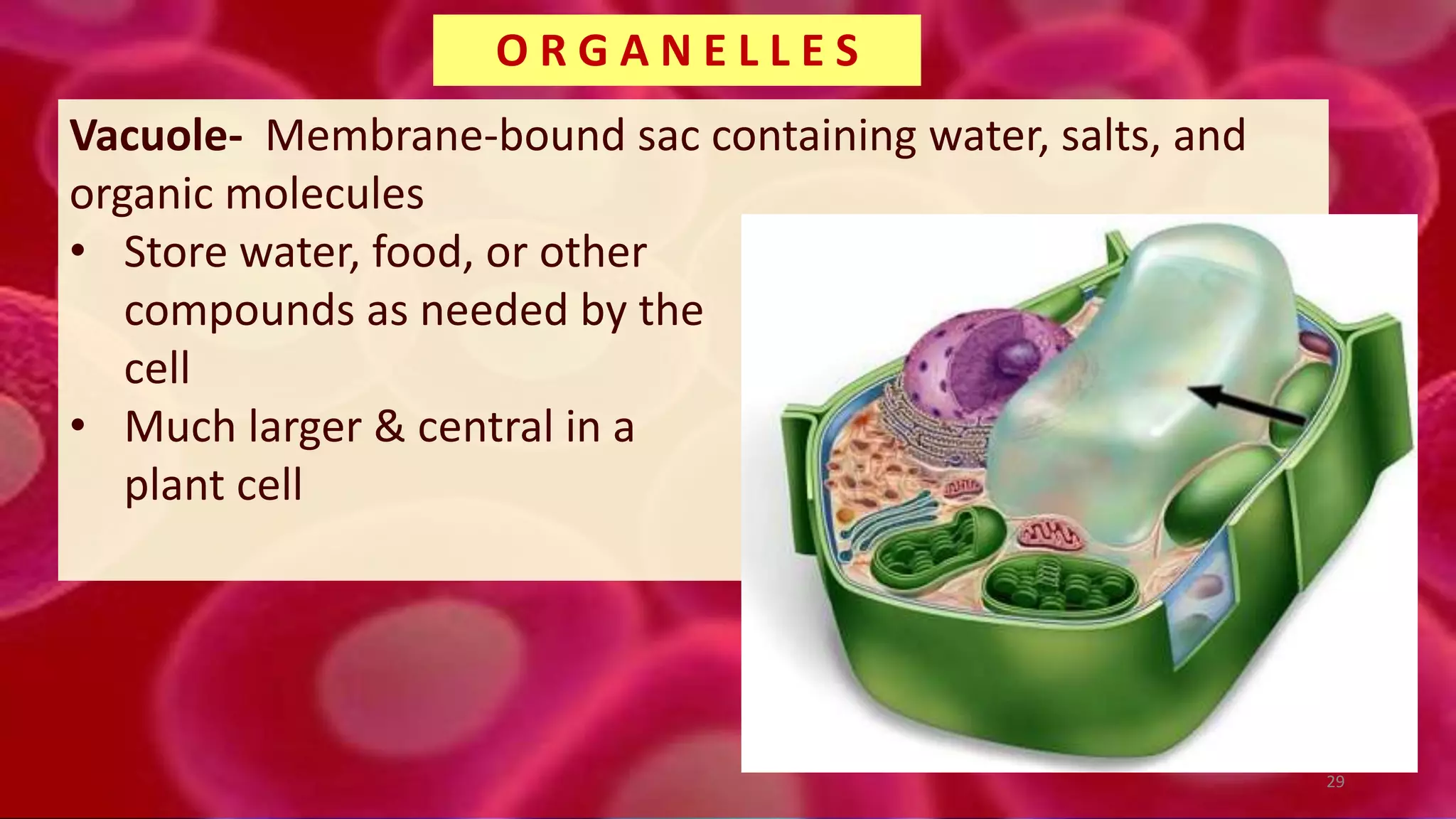 Vacuole- Membrane-bound sac containing water, salts, and
organic molecules
• Store water, food, or other
compounds as needed by the
cell
• Much larger & central in a
plant cell
O R G A N E L L E S
29
 