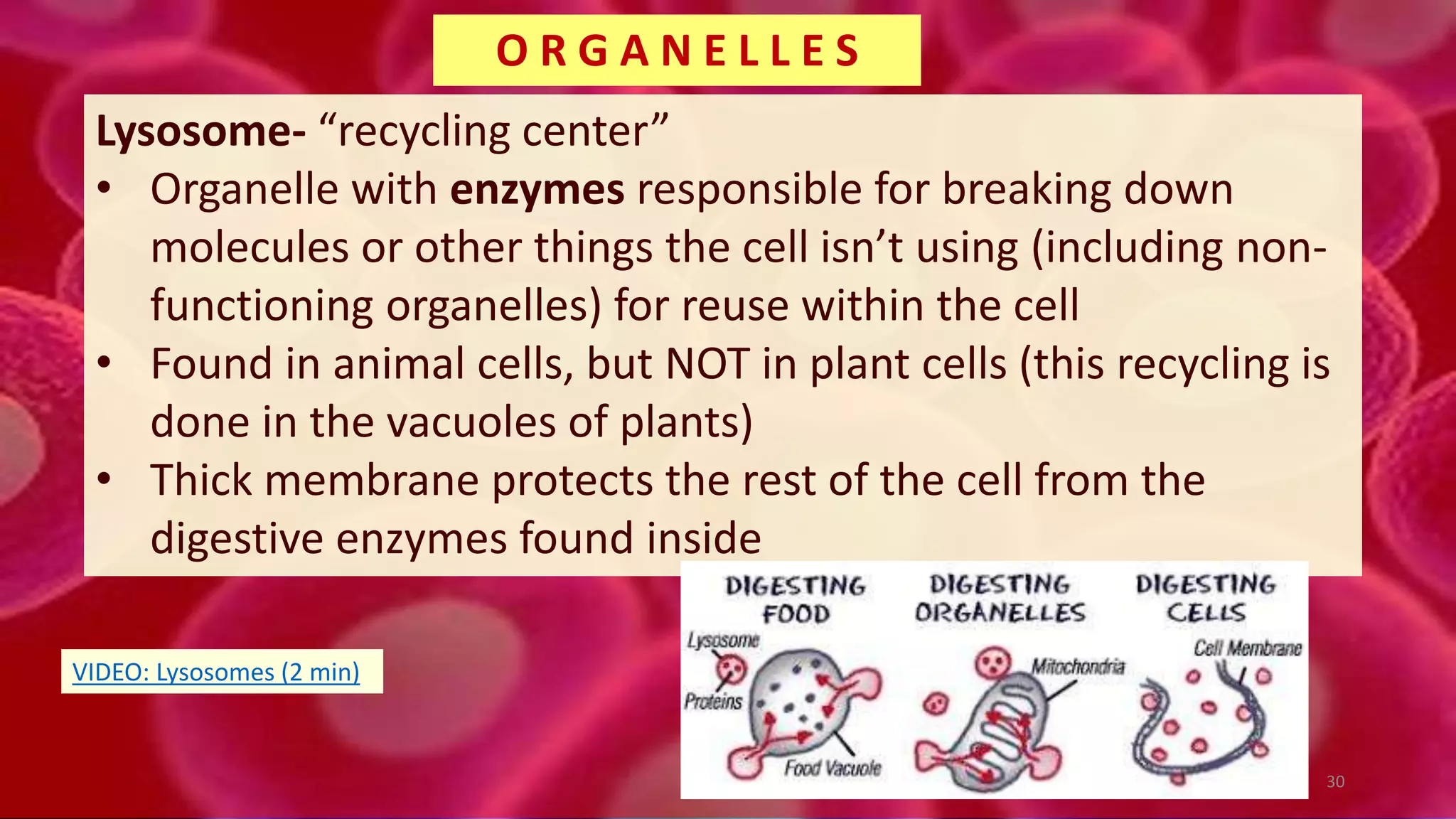 Lysosome- “recycling center”
• Organelle with enzymes responsible for breaking down
molecules or other things the cell isn’t using (including non-
functioning organelles) for reuse within the cell
• Found in animal cells, but NOT in plant cells (this recycling is
done in the vacuoles of plants)
• Thick membrane protects the rest of the cell from the
digestive enzymes found inside
O R G A N E L L E S
30
VIDEO: Lysosomes (2 min)
 