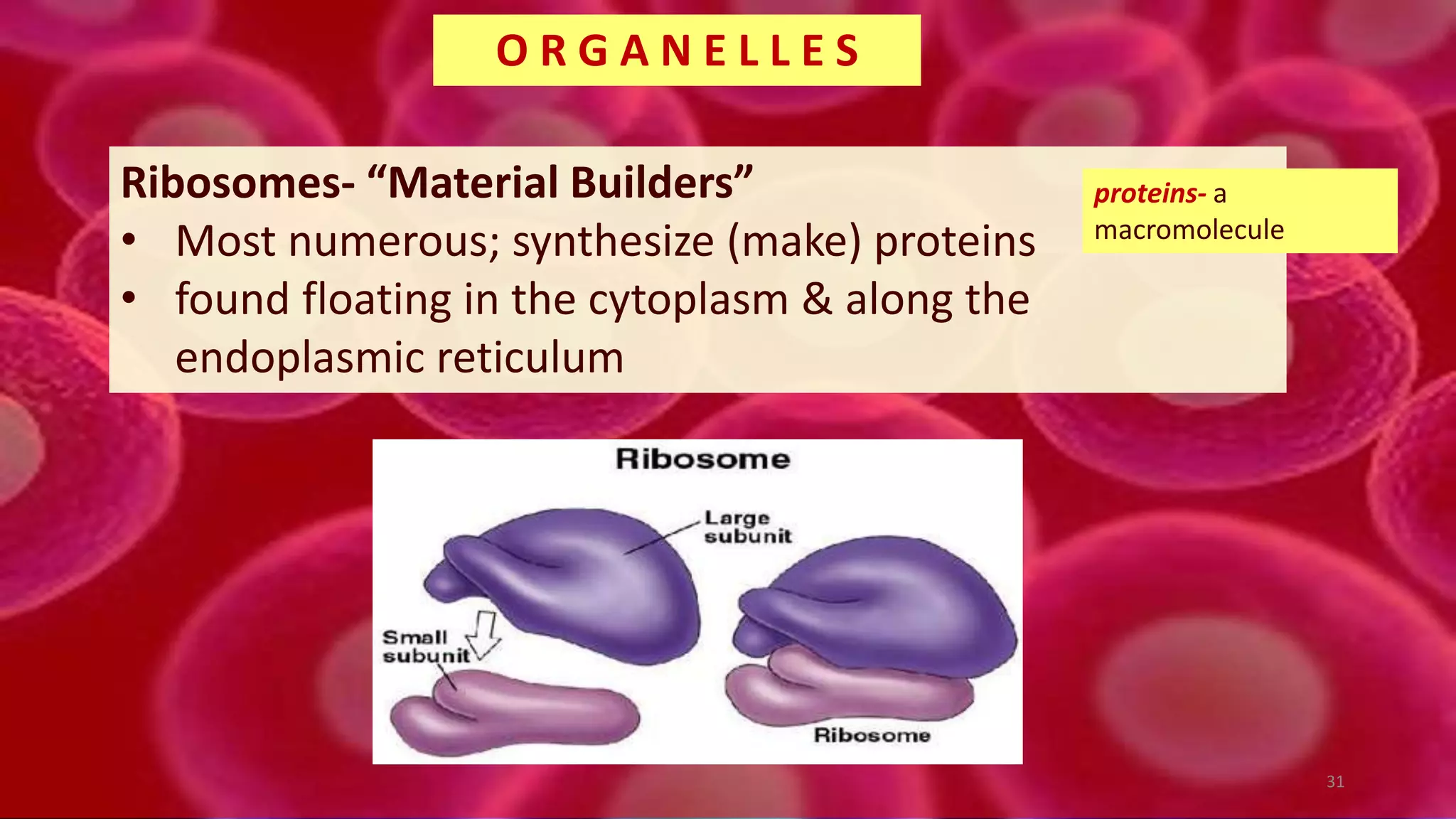 Ribosomes- “Material Builders”
• Most numerous; synthesize (make) proteins
• found floating in the cytoplasm & along the
endoplasmic reticulum
O R G A N E L L E S
proteins- a
macromolecule
31
 