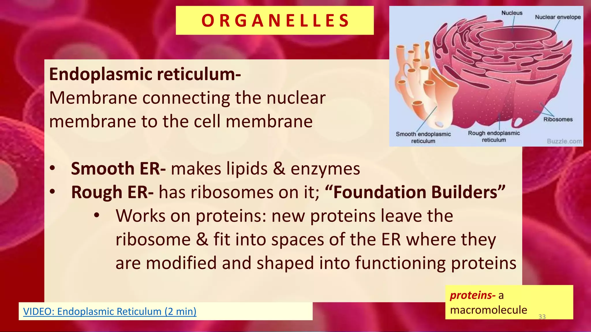Endoplasmic reticulum-
Membrane connecting the nuclear
membrane to the cell membrane
• Smooth ER- makes lipids & enzymes
• Rough ER- has ribosomes on it; “Foundation Builders”
• Works on proteins: new proteins leave the
ribosome & fit into spaces of the ER where they
are modified and shaped into functioning proteins
O R G A N E L L E S
proteins- a
macromolecule 33
VIDEO: Endoplasmic Reticulum (2 min)
 