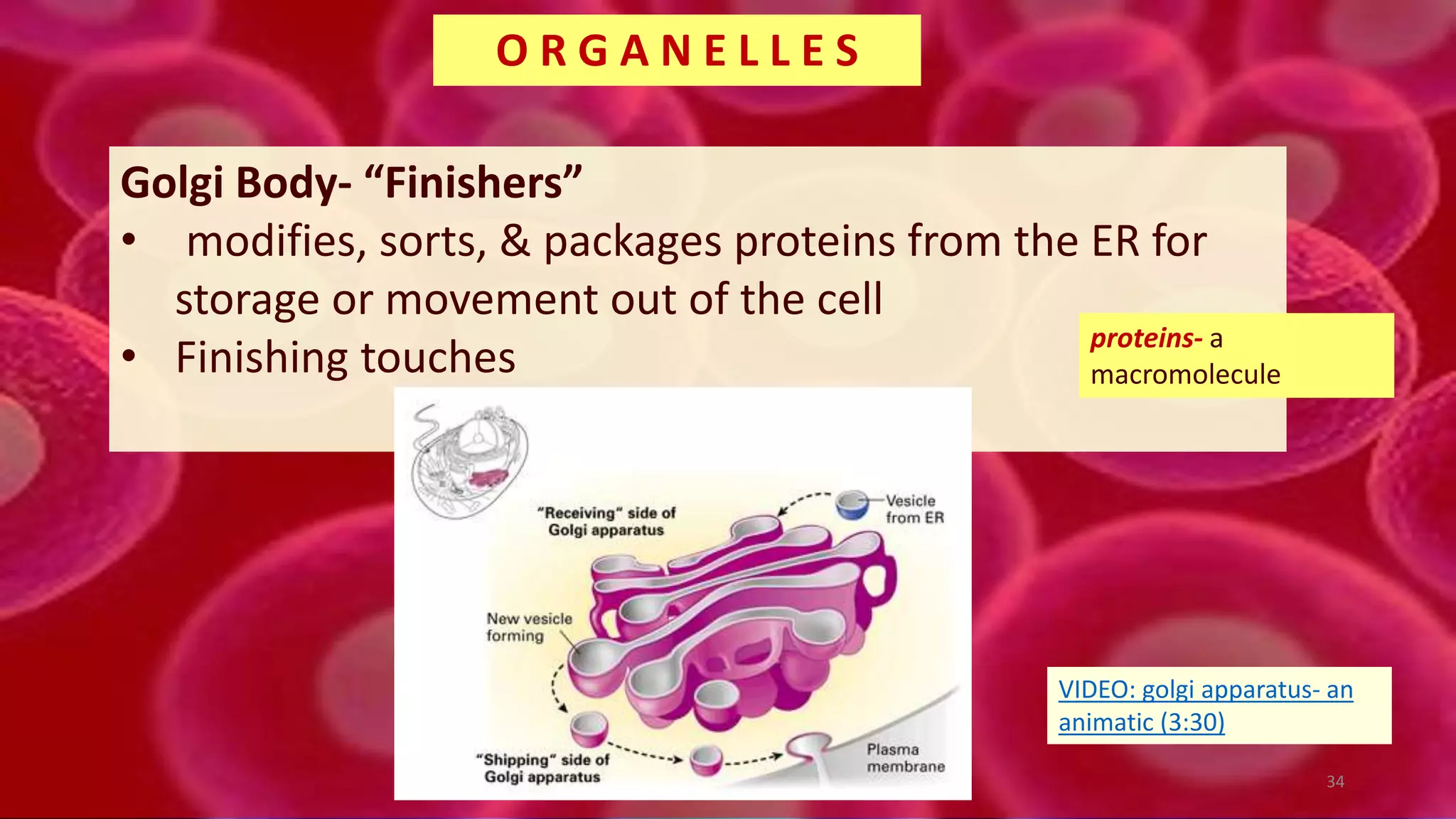 Golgi Body- “Finishers”
• modifies, sorts, & packages proteins from the ER for
storage or movement out of the cell
• Finishing touches
O R G A N E L L E S
proteins- a
macromolecule
34
VIDEO: golgi apparatus- an
animatic (3:30)
 