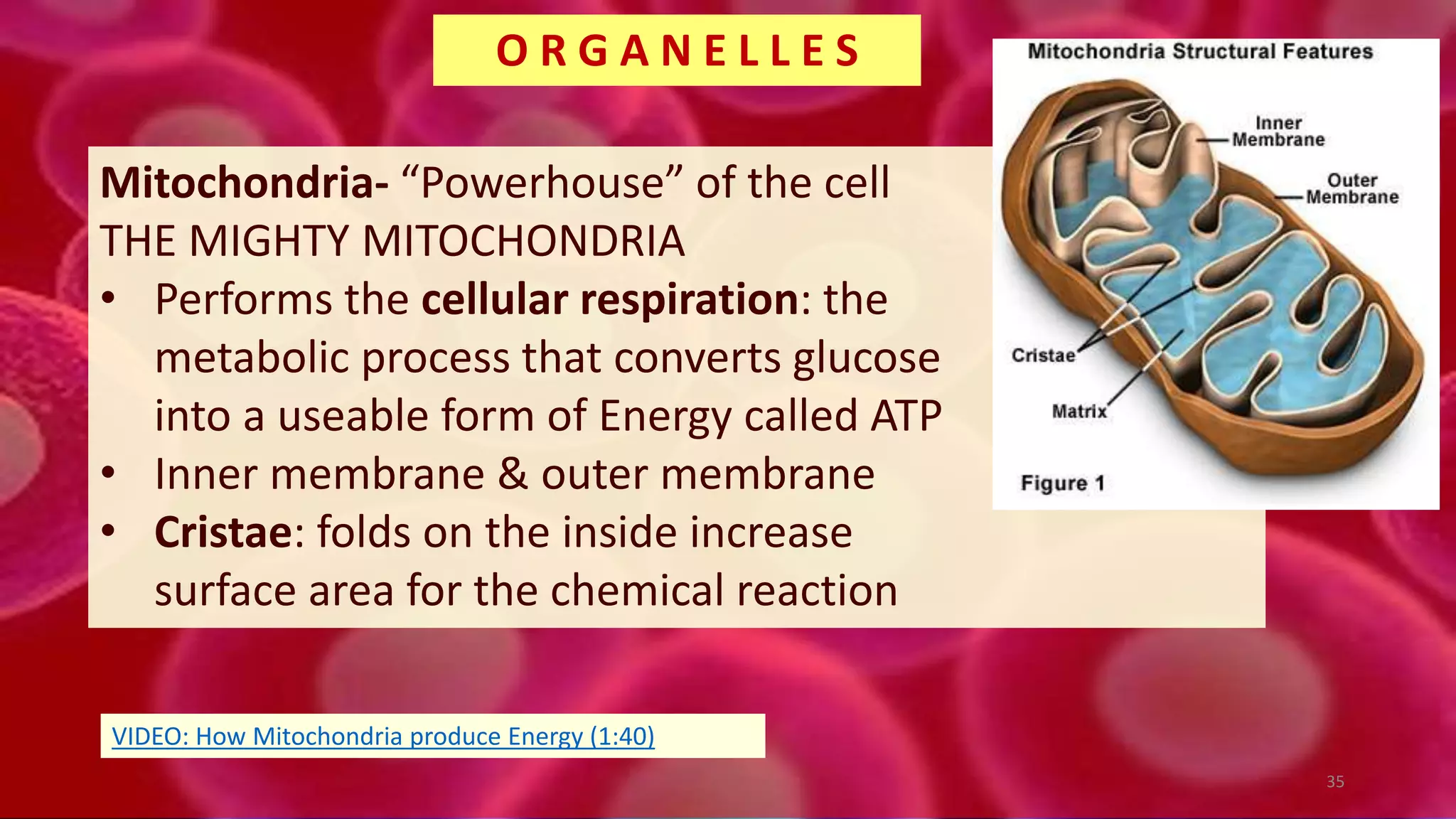 Mitochondria- “Powerhouse” of the cell
THE MIGHTY MITOCHONDRIA
• Performs the cellular respiration: the
metabolic process that converts glucose
into a useable form of Energy called ATP
• Inner membrane & outer membrane
• Cristae: folds on the inside increase
surface area for the chemical reaction
O R G A N E L L E S
35
VIDEO: How Mitochondria produce Energy (1:40)
 