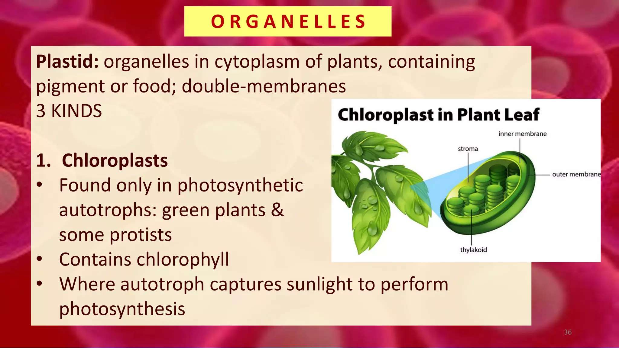 Plastid: organelles in cytoplasm of plants, containing
pigment or food; double-membranes
3 KINDS
1. Chloroplasts
• Found only in photosynthetic
autotrophs: green plants &
some protists
• Contains chlorophyll
• Where autotroph captures sunlight to perform
photosynthesis
O R G A N E L L E S
36
 