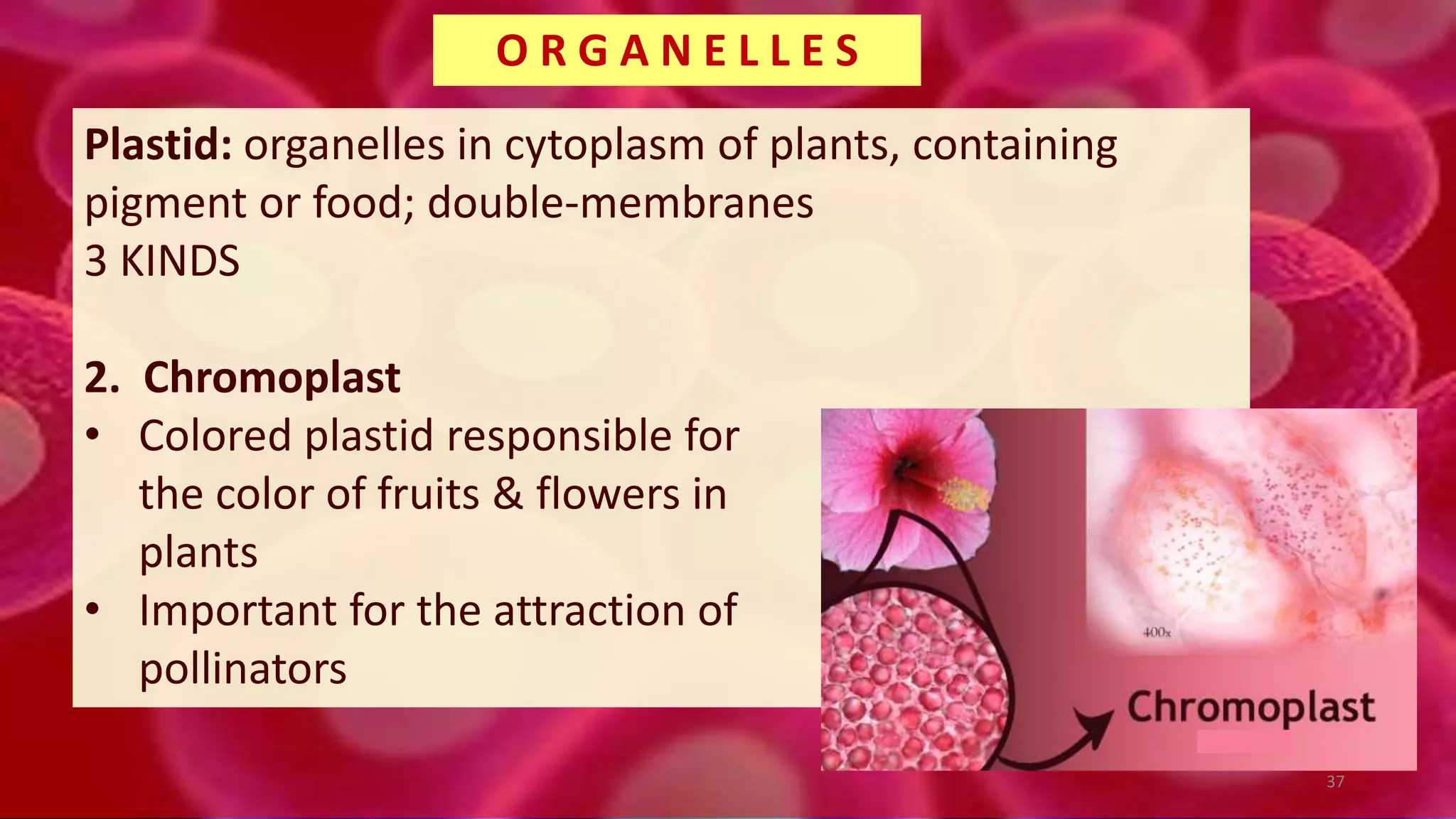 Plastid: organelles in cytoplasm of plants, containing
pigment or food; double-membranes
3 KINDS
2. Chromoplast
• Colored plastid responsible for
the color of fruits & flowers in
plants
• Important for the attraction of
pollinators
O R G A N E L L E S
37
 
