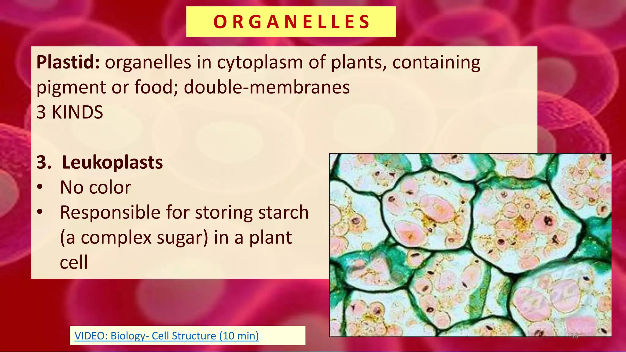 Plastid: organelles in cytoplasm of plants, containing
pigment or food; double-membranes
3 KINDS
3. Leukoplasts
• No color
• Responsible for storing starch
(a complex sugar) in a plant
cell
O R G A N E L L E S
38VIDEO: Biology- Cell Structure (10 min)
 