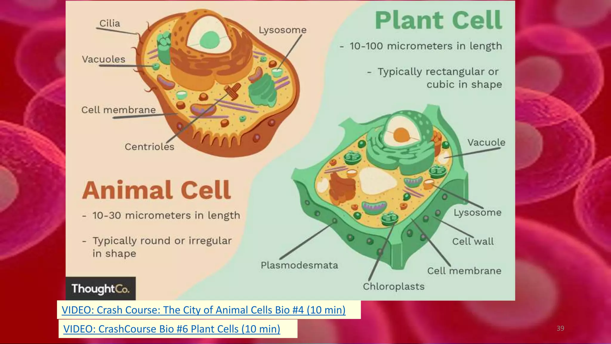 39
VIDEO: Crash Course: The City of Animal Cells Bio #4 (10 min)
VIDEO: CrashCourse Bio #6 Plant Cells (10 min)
 