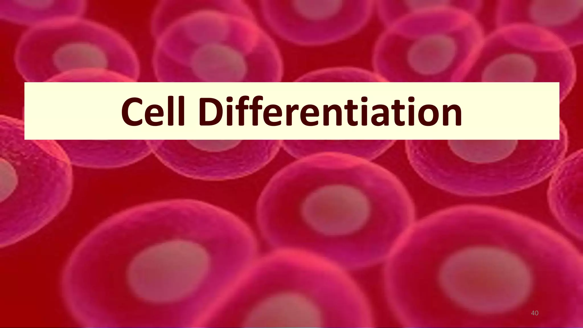 40
Cell Differentiation
 