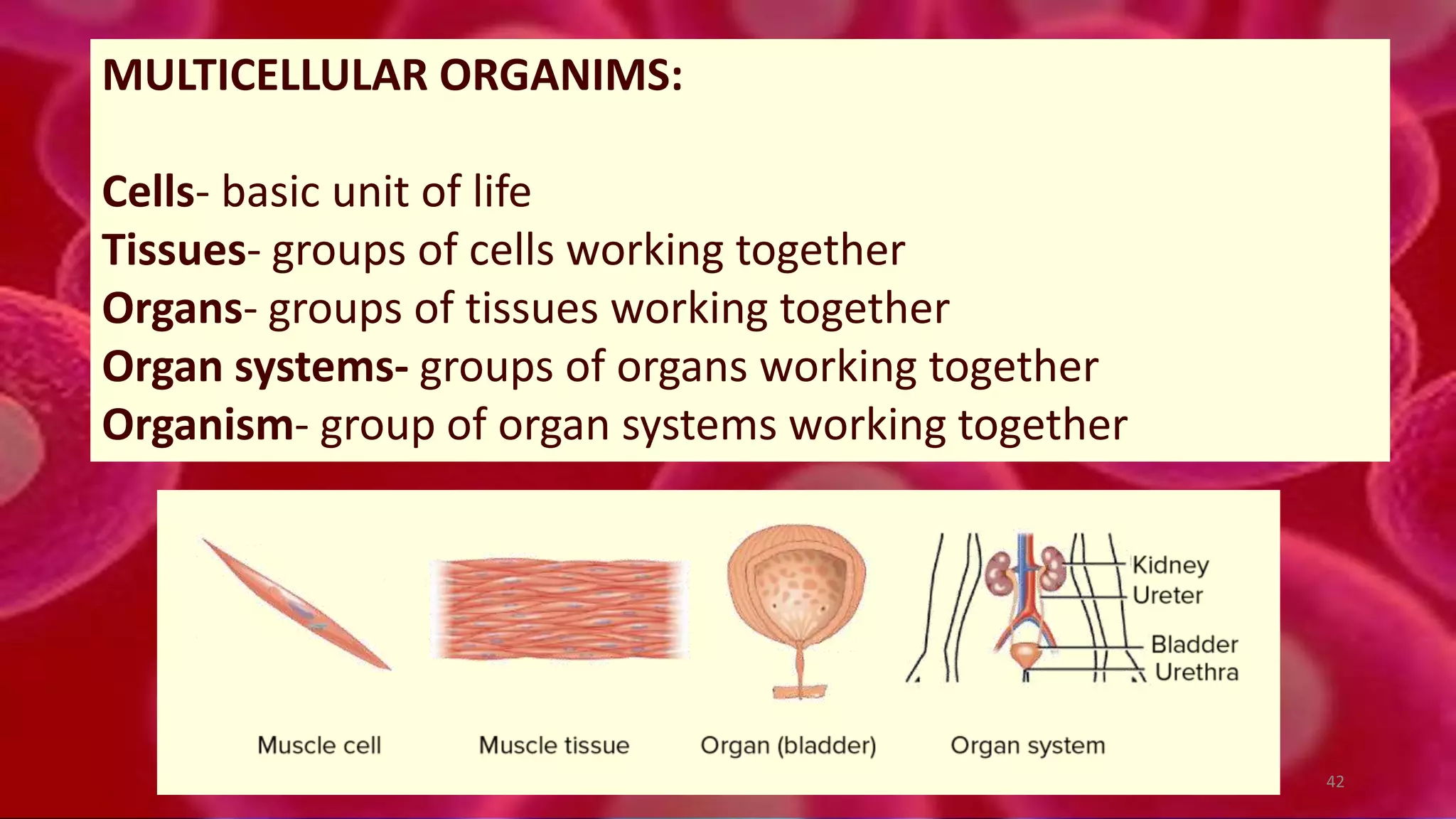 MULTICELLULAR ORGANIMS:
Cells- basic unit of life
Tissues- groups of cells working together
Organs- groups of tissues working together
Organ systems- groups of organs working together
Organism- group of organ systems working together
42
 
