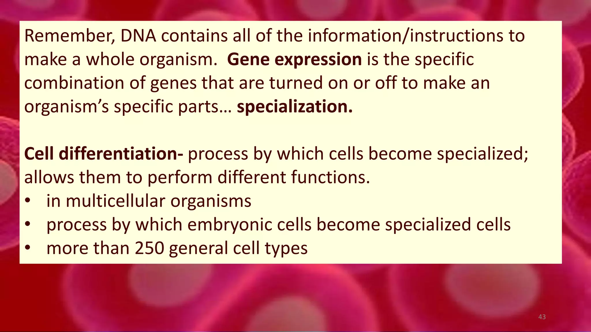 43
Remember, DNA contains all of the information/instructions to
make a whole organism. Gene expression is the specific
combination of genes that are turned on or off to make an
organism’s specific parts… specialization.
Cell differentiation- process by which cells become specialized;
allows them to perform different functions.
• in multicellular organisms
• process by which embryonic cells become specialized cells
• more than 250 general cell types
 