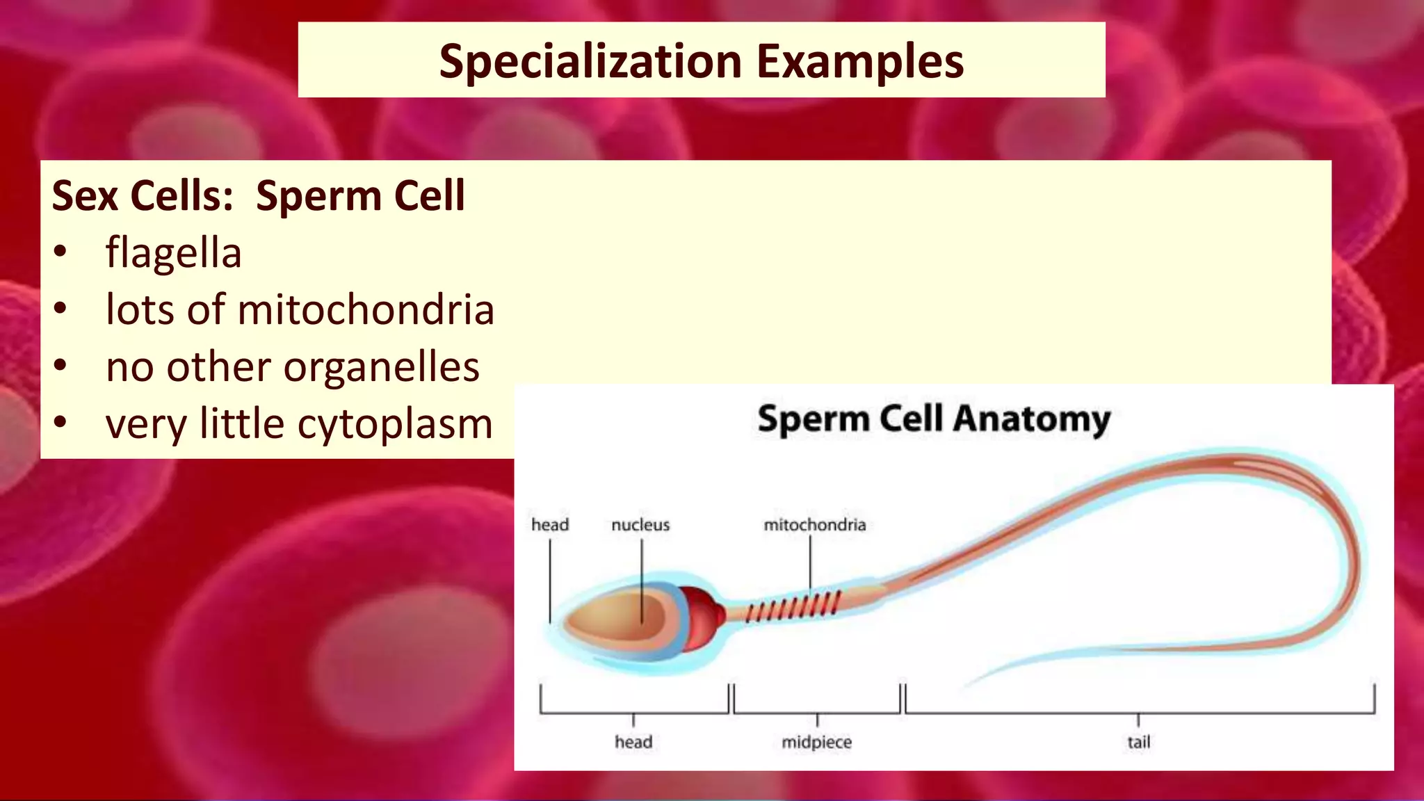 44
Specialization Examples
Sex Cells: Sperm Cell
• flagella
• lots of mitochondria
• no other organelles
• very little cytoplasm
 