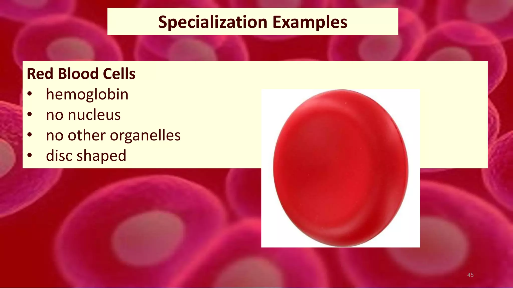 45
Specialization Examples
Red Blood Cells
• hemoglobin
• no nucleus
• no other organelles
• disc shaped
 