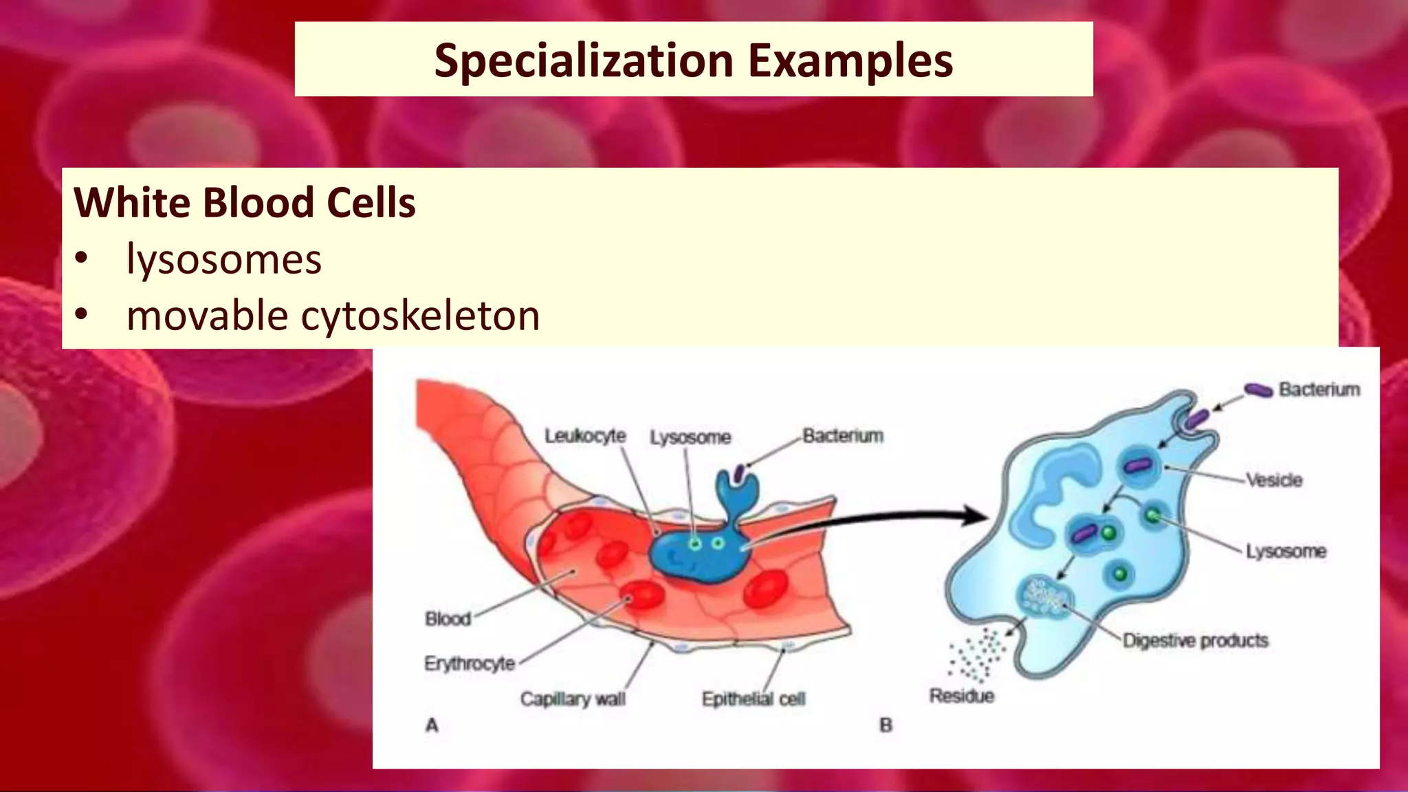 46
Specialization Examples
White Blood Cells
• lysosomes
• movable cytoskeleton
 