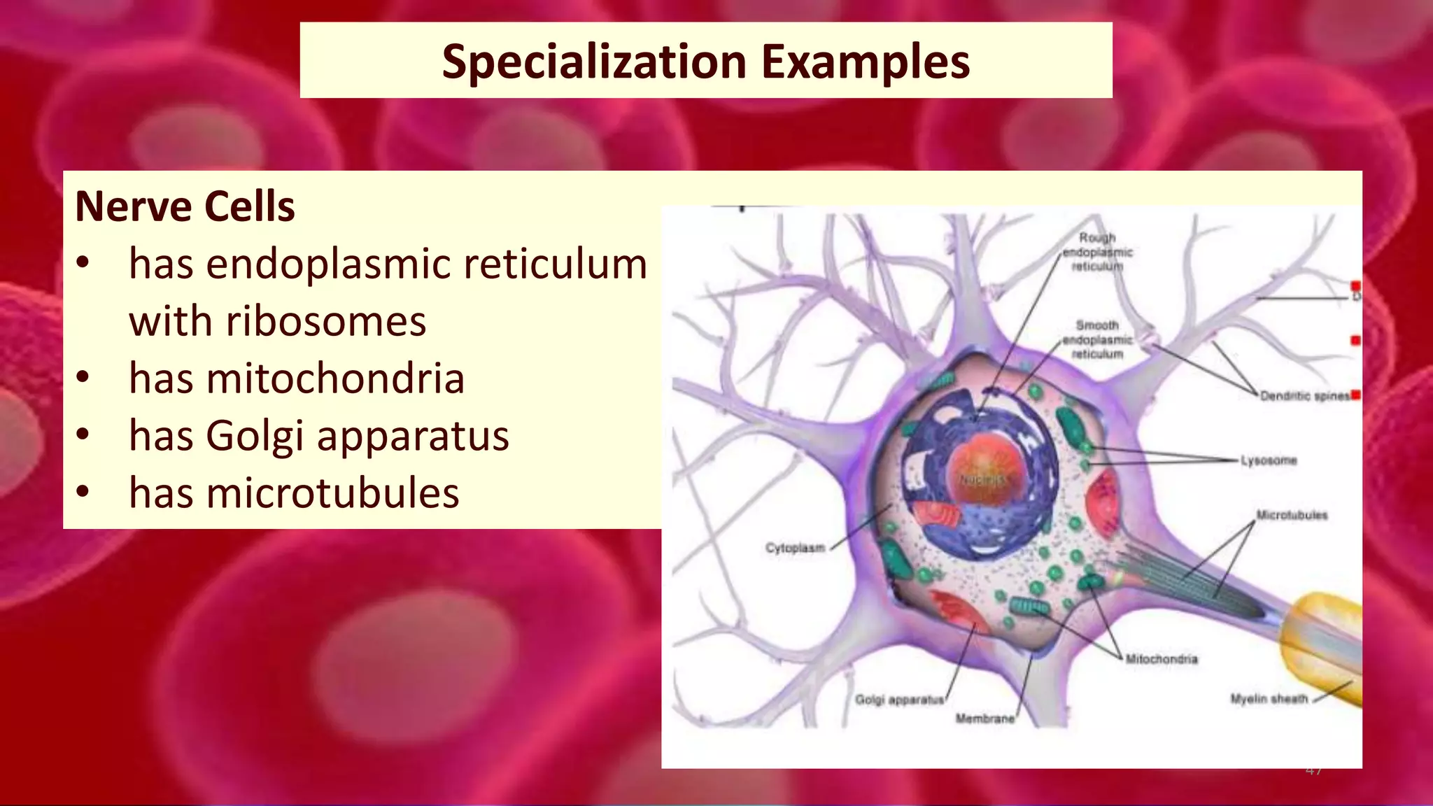 47
Specialization Examples
Nerve Cells
• has endoplasmic reticulum
with ribosomes
• has mitochondria
• has Golgi apparatus
• has microtubules
 